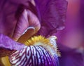 Macro shot of a purple iris.