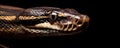 Macro shot of a python's head highlighting intricate scale details and intense gaze against a dark background Royalty Free Stock Photo