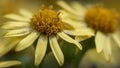 Macro shot of Ragworts flower detail with blur background