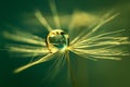 Rain drop on a dandelion seed Royalty Free Stock Photo