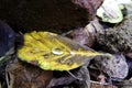 Macro shot of rain drops & ant on yellow leaf Royalty Free Stock Photo