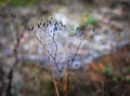 Macro shot of raindrops on a delicate spider web covering a green plant Royalty Free Stock Photo