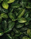Macro shot of raindrops on green leaves on rainy day with ultra realistic detail
