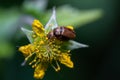 Macro shot of a Raspberry beetle on blossom Solidago plant with blur green background
