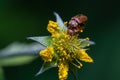 Macro shot of a Raspberry beetle on yellow Solidago plant with blur background