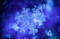 Real snowflake Macro shot from real winter Royalty Free Stock Photo