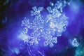 Real snowflake Macro shot from real winter Royalty Free Stock Photo