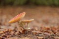 Macro shot of the red Amanita mushroom with white dots on ground with dried leaves Royalty Free Stock Photo