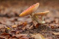 Macro shot of the red Amanita mushroom with white dots on ground with dried leaves Royalty Free Stock Photo