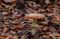 Macro shot of the red Amanita mushroom with white dots on ground with dried leaves Royalty Free Stock Photo