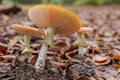 Macro shot of the red Amanita mushroom with white dots on ground with dried leaves Royalty Free Stock Photo