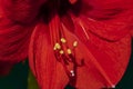 Macro shot of red Amaryllis (Amaryllidaceae)