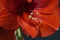 Red Amaryllis (Amaryllidaceae) with yellow pollen