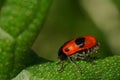 Macro shot with a red ant bag beetle on a leaf Clytra Laeviuscula Royalty Free Stock Photo