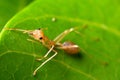 Macro shot of a red ant on a bright green leaf against the isolated background Royalty Free Stock Photo