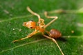 Macro shot of a red ant on a bright green leaf on an isolated background Royalty Free Stock Photo