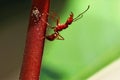 Macro shot of a red ant climbing up a red stemmed plant Royalty Free Stock Photo