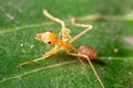 Macro shot of a red ant laying on a bright green leaf on an isolated background Royalty Free Stock Photo