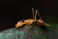 Macro shot of a red ant laying on a green leaf on an isolated background Royalty Free Stock Photo