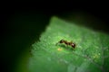 A macro shot of a red ant on a leaf Royalty Free Stock Photo