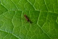 A macro shot of a red ant, Myrmica ruginodis, on a green leaf Royalty Free Stock Photo