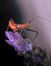 Macro shot of a red assassin bug on a purple flower Royalty Free Stock Photo