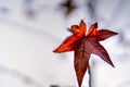 Single red leaf in autumn on light background Royalty Free Stock Photo