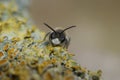 Macro shot of red-bellied miner (andrena ventralis)