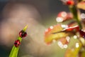 Macro shot of a red and black two ladybug climbing on  green leaf. Royalty Free Stock Photo