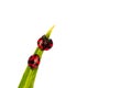 Macro shot of a red and black two ladybug climbing on green leaf. Royalty Free Stock Photo