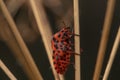 Macro shot of a red bug with black dots on a plant Royalty Free Stock Photo