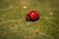 Macro shot of a red bug on a green leaf - perfect for a background Royalty Free Stock Photo