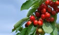 Macro shot on red cherries isolated on white. Royalty Free Stock Photo