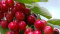 Macro shot on red cherries isolated on white. Royalty Free Stock Photo