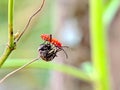 Macro shot of red cotton stainer bug (Dysdercus cingulatus) on a dry stem with blurred background Royalty Free Stock Photo