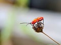 Macro shot of red cotton stainer bugs (Dysdercus cingulatus) on a dry flower with blurred background Royalty Free Stock Photo