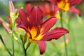 Macro shot of a red daylily also known as Hemerocallis growing in a garden