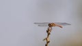 Red Dragonfly on Tree Stem Royalty Free Stock Photo