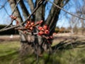 Macro shot of red female flower buds of Silver maple or creek maple Acer saccharinum in the park in early spring