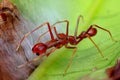 Macro shot of the red-headed ant sitting on a green leaf partially covered with cobwebs Royalty Free Stock Photo
