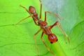 Macro shot of the red-headed ant sitting on a green leaf partially covered with cobwebs Royalty Free Stock Photo