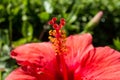 Macro shot of a red hibiscus stamen