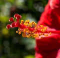 Macro shot of a red hibiscus stamen Royalty Free Stock Photo