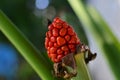 Macro shot of a red jack in the pulpit berry Royalty Free Stock Photo