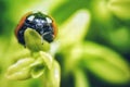 Macro shot of a red ladybird beetle with black dots on its back perched atop a green leaf