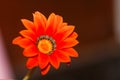 Red & orange blooming flower