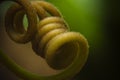 Macro shot red passion plant climbing parts tendril, red passion tendril