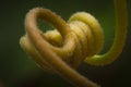 Macro shot red passion plant climbing parts tendril, red passion tendril