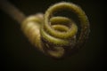 Macro shot red passion plant climbing parts tendril, red passion tendril