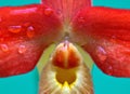 Macro shot of a red phragmipedium besseae orchid with water drops and a blurred background Royalty Free Stock Photo